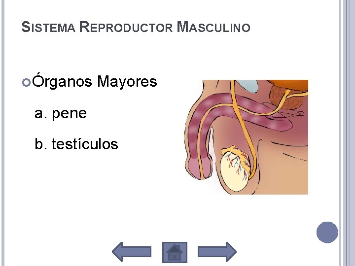 SISTEMA REPRODUCTOR MASCULINO Órganos Mayores a. pene b. testículos 