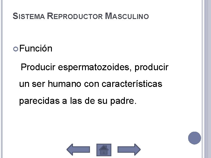 SISTEMA REPRODUCTOR MASCULINO Función Producir espermatozoides, producir un ser humano con características parecidas a