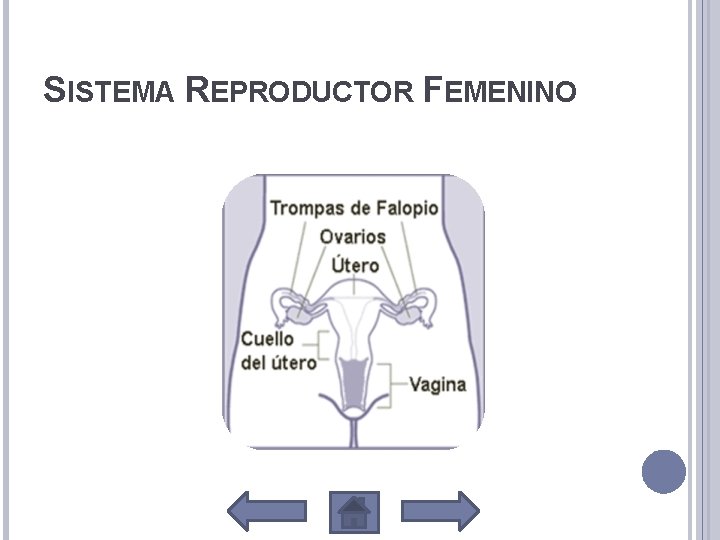 SISTEMA REPRODUCTOR FEMENINO 