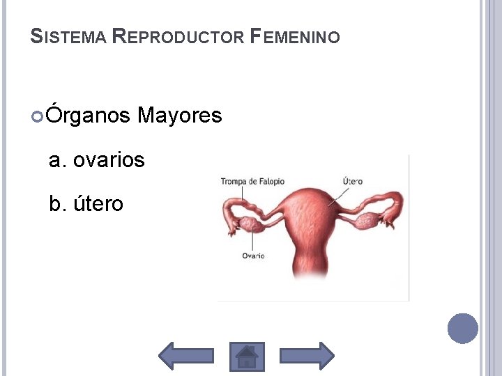 SISTEMA REPRODUCTOR FEMENINO Órganos Mayores a. ovarios b. útero 