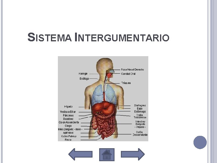 SISTEMA INTERGUMENTARIO 