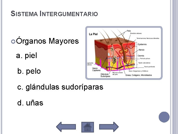 SISTEMA INTERGUMENTARIO Órganos Mayores a. piel b. pelo c. glándulas sudoríparas d. uñas 