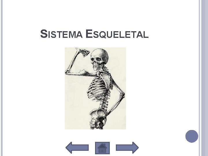 SISTEMA ESQUELETAL 