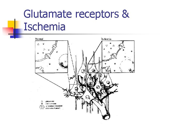 Glutamate receptors & Ischemia 