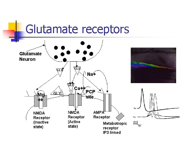 Glutamate receptors 