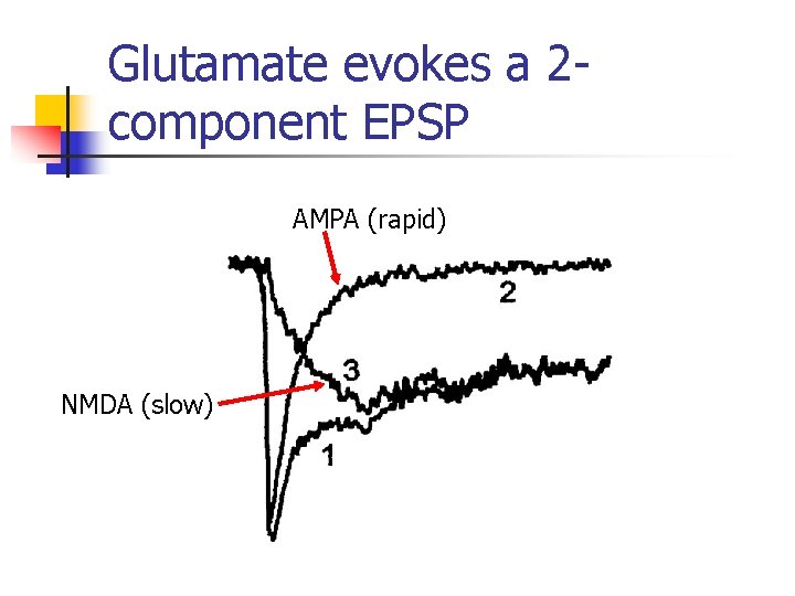 Glutamate evokes a 2 component EPSP AMPA (rapid) NMDA (slow) 