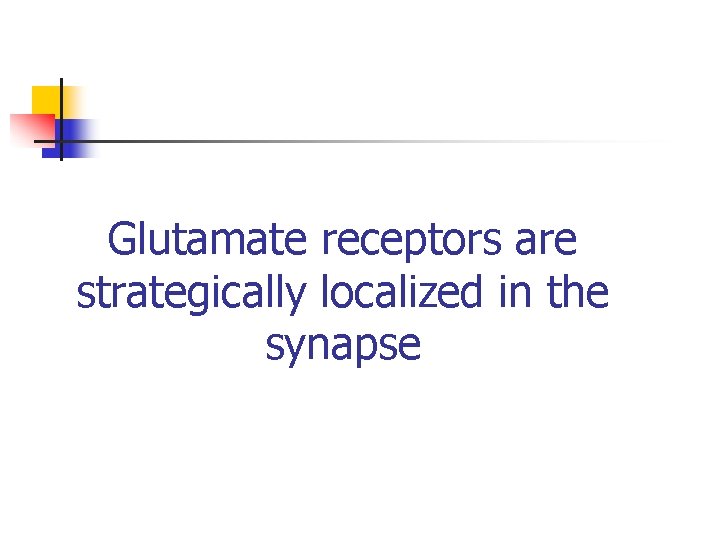 Glutamate receptors are strategically localized in the synapse 