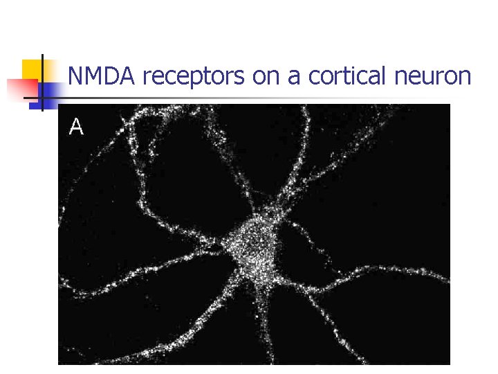 NMDA receptors on a cortical neuron 