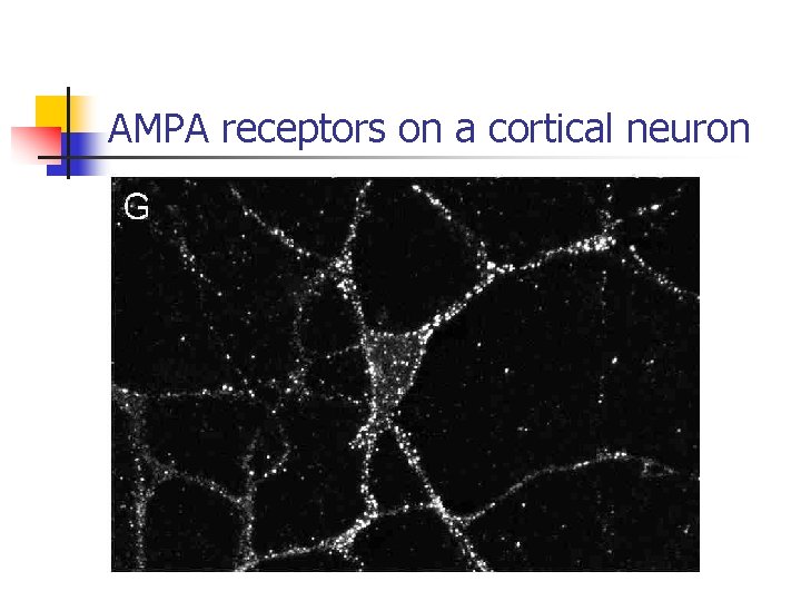 AMPA receptors on a cortical neuron 