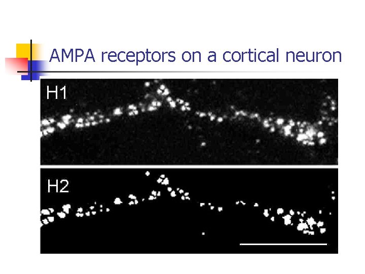 AMPA receptors on a cortical neuron 