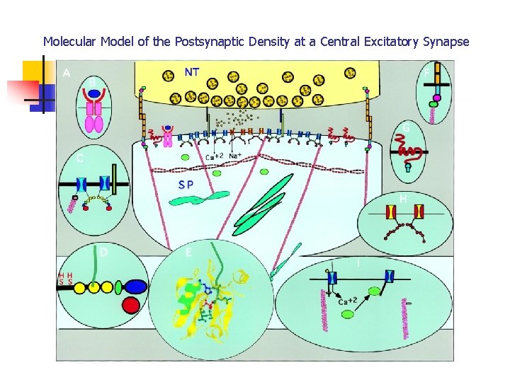 Molecular Model of the Postsynaptic Density at a Central Excitatory Synapse 