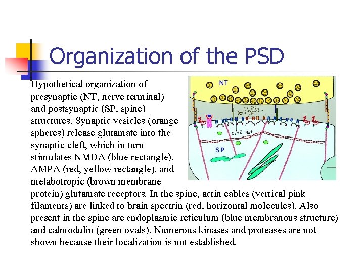 Organization of the PSD Hypothetical organization of presynaptic (NT, nerve terminal) and postsynaptic (SP,