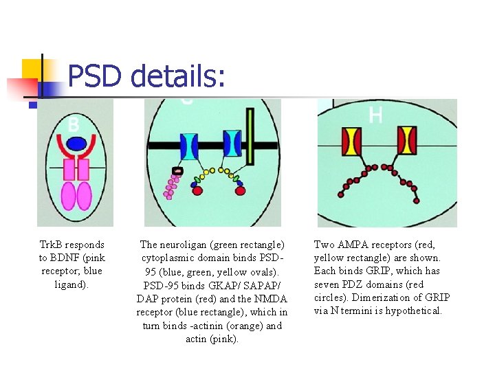 PSD details: Trk. B responds to BDNF (pink receptor; blue ligand). The neuroligan (green