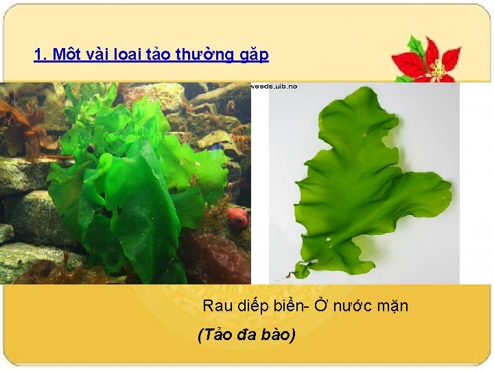 1. Một vài loại tảo thường gặp Rau diếp biển- Ở nước mặn (Tảo