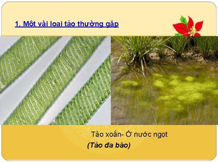 1. Một vài loại tảo thường gặp Tảo xoắn- Ở nước ngọt (Tảo đa