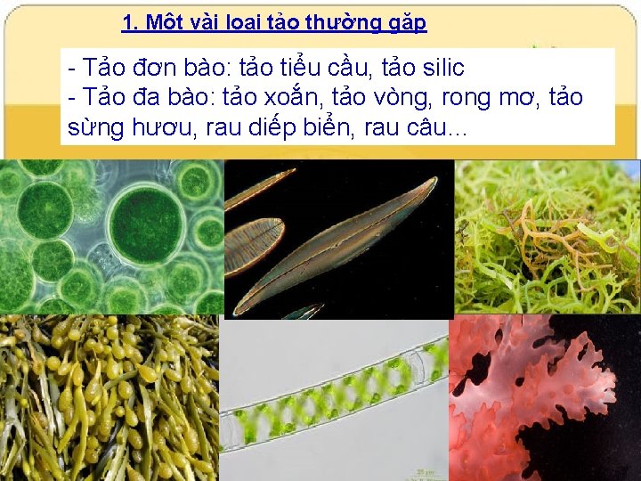 1. Một vài loại tảo thường gặp - Tảo đơn bào: tảo tiểu cầu,