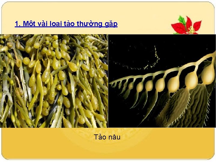 1. Một vài loại tảo thường gặp Tảo nâu 