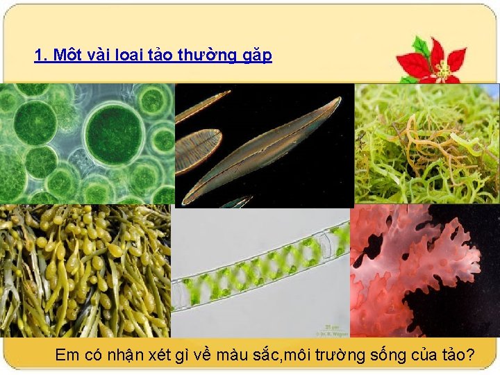 1. Một vài loại tảo thường gặp Em có nhận xét gì về màu