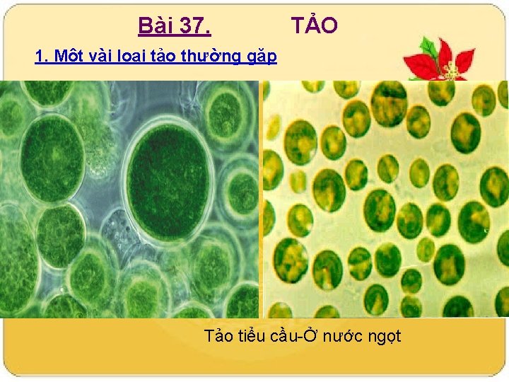 Bài 37. TẢO 1. Một vài loại tảo thường gặp Tảo tiểu cầu-Ở nước