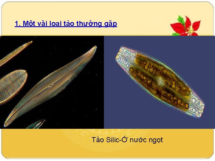 1. Một vài loại tảo thường gặp Tảo Silic-Ở nước ngọt 