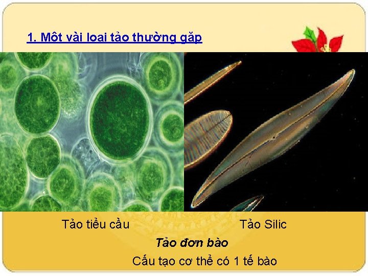 1. Một vài loại tảo thường gặp Tảo tiểu cầu Tảo Silic Tảo đơn