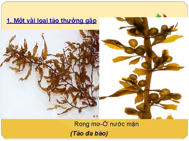 1. Một vài loại tảo thường gặp Rong mơ-Ở nước mặn (Tảo đa bào)