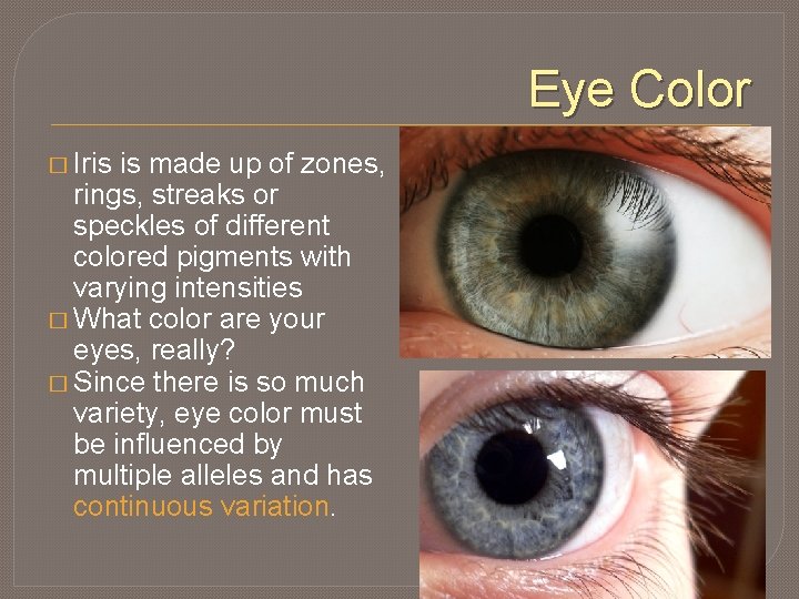 Eye Color � Iris is made up of zones, rings, streaks or speckles of
