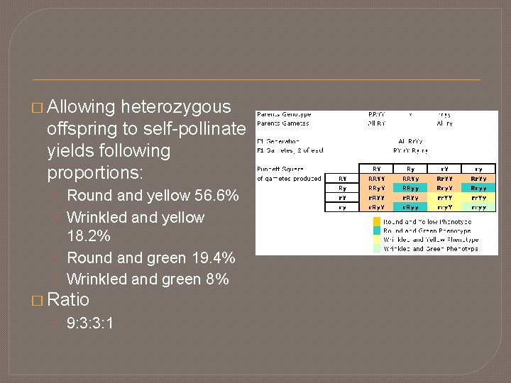 � Allowing heterozygous offspring to self-pollinate yields following proportions: • Round and yellow 56.