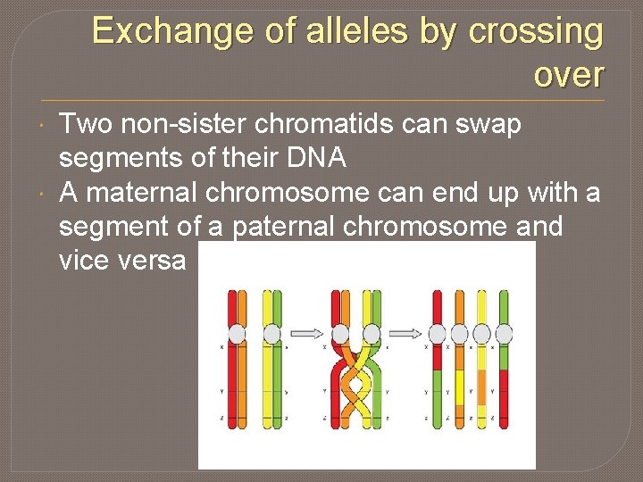 Exchange of alleles by crossing over Two non-sister chromatids can swap segments of their