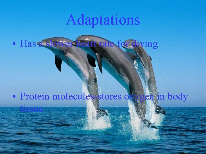 Adaptations • Has a slower heart rate for diving • Protein molecules-stores oxygen in