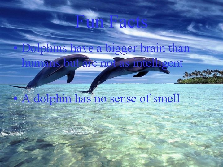 Fun Facts • Dolphins have a bigger brain than humans but are not as