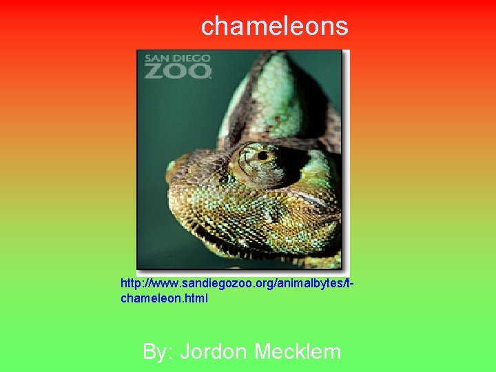 chameleons http: //www. sandiegozoo. org/animalbytes/tchameleon. html By: Jordon Mecklem 
