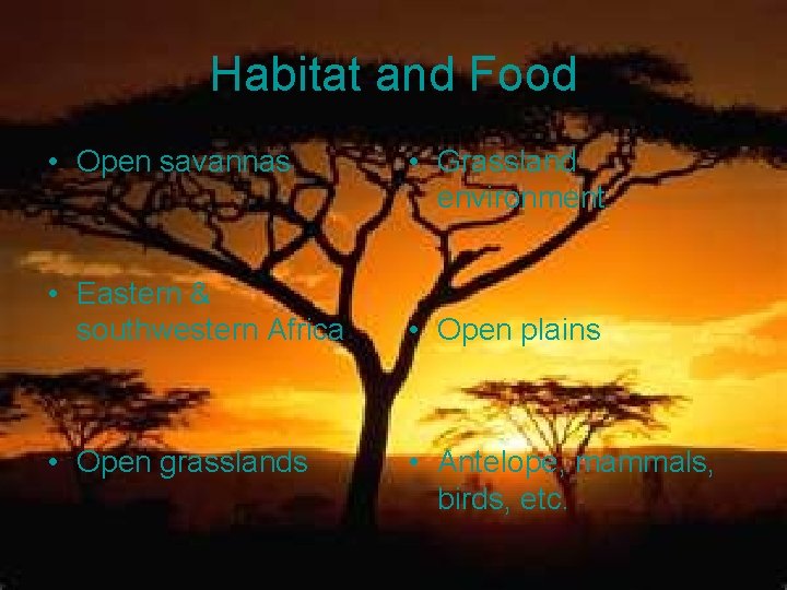 Habitat and Food • Open savannas • Eastern & southwestern Africa • Open grasslands