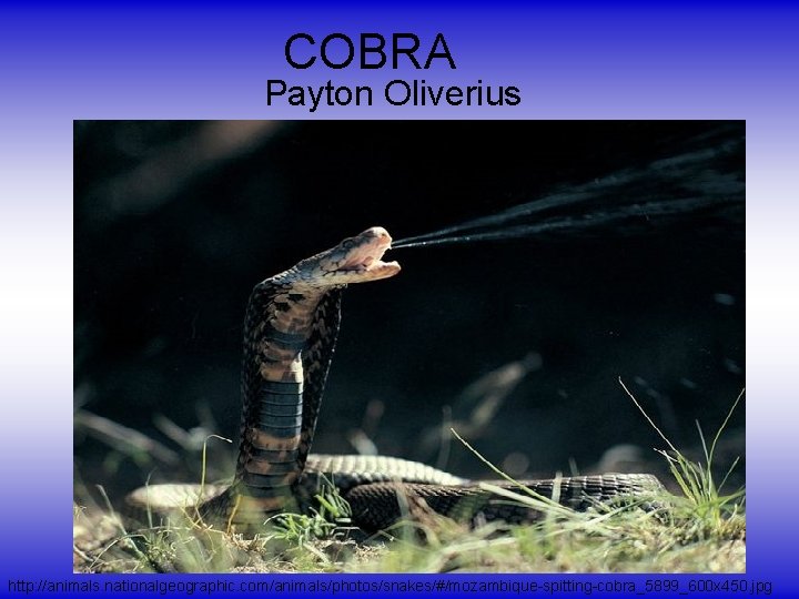 COBRA Payton Oliverius http: //animals. nationalgeographic. com/animals/photos/snakes/#/mozambique-spitting-cobra_5899_600 x 450. jpg 