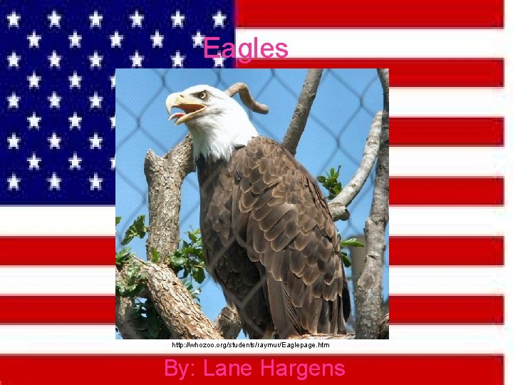 Eagles http: //whozoo. org/students/raymur/Eaglepage. htm By: Lane Hargens 