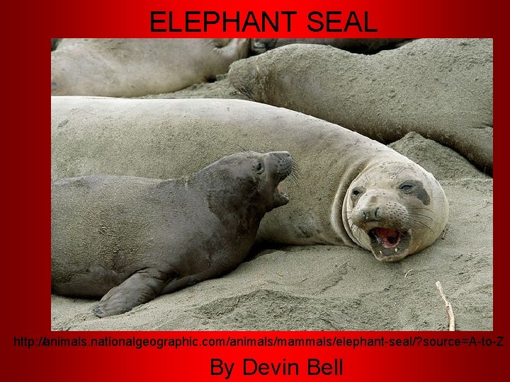 ELEPHANT SEAL http: //animals. nationalgeographic. com/animals/mammals/elephant-seal/? source=A-to-Z By Devin Bell 