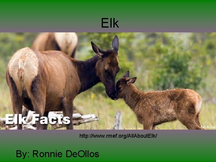 Elk http: //www. rmef. org/All. About. Elk/ By: Ronnie De. Ollos 