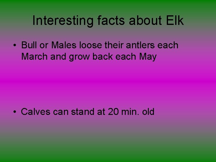 Interesting facts about Elk • Bull or Males loose their antlers each March and