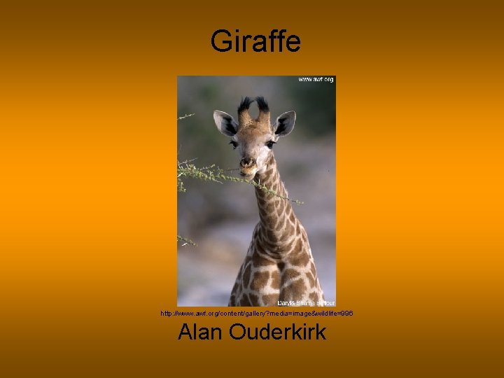 Giraffe http: //www. awf. org/content/gallery? media=image&wildlife=996 Alan Ouderkirk 