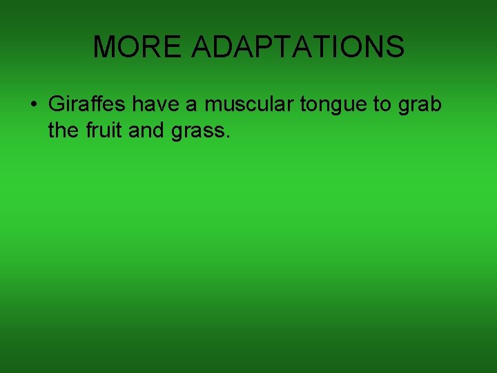 MORE ADAPTATIONS • Giraffes have a muscular tongue to grab the fruit and grass.