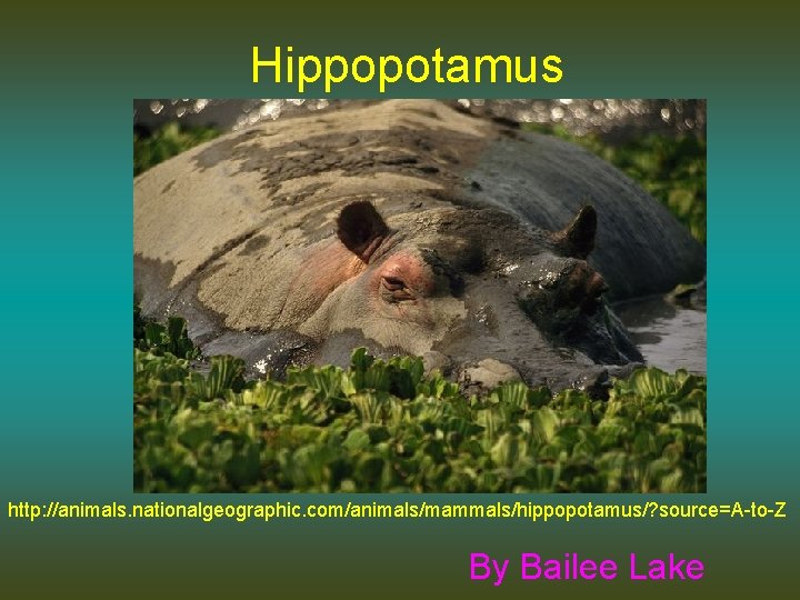 Hippopotamus http: //animals. nationalgeographic. com/animals/mammals/hippopotamus/? source=A-to-Z By Bailee Lake 