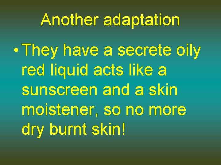 Another adaptation • They have a secrete oily red liquid acts like a sunscreen