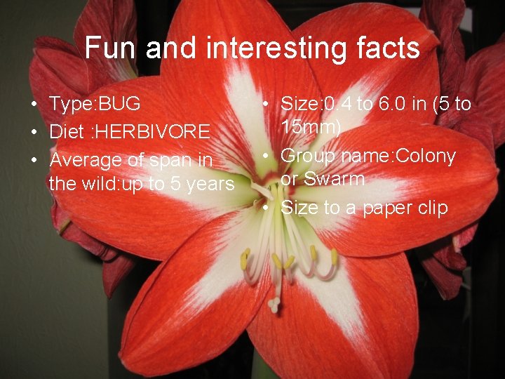 Fun and interesting facts • Type: BUG • Diet : HERBIVORE • Average of