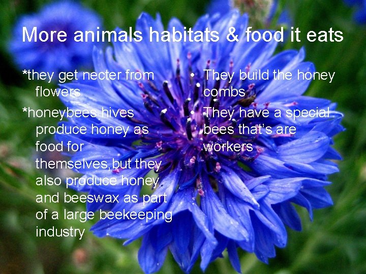 More animals habitats & food it eats *they get necter from flowers *honeybees hives