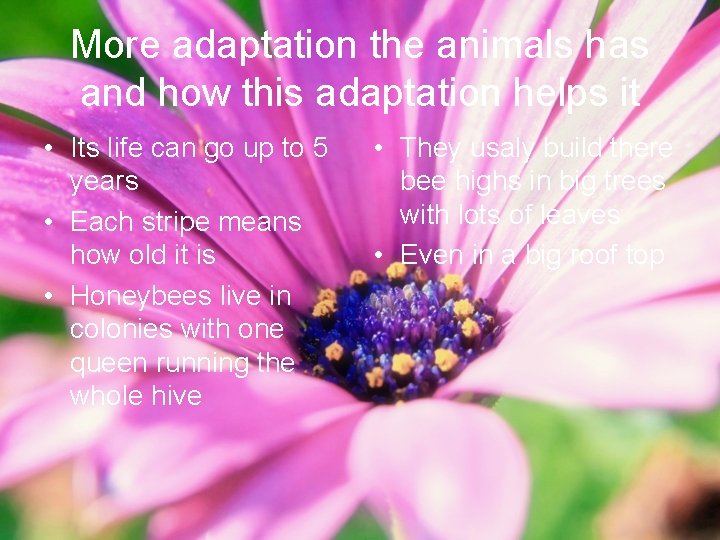 More adaptation the animals has and how this adaptation helps it • Its life