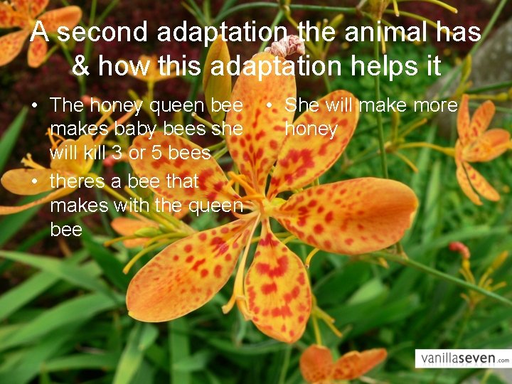 A second adaptation the animal has & how this adaptation helps it • The