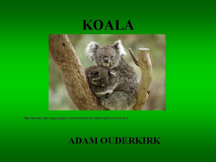 KOALA http: //animals. nationalgeographic. com/animals/mammals/koala/? source=A-to-Z ADAM OUDERKIRK 