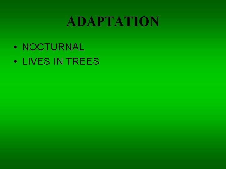 ADAPTATION • NOCTURNAL • LIVES IN TREES 