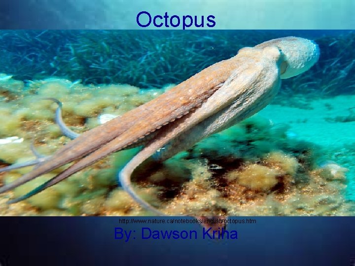 Octopus http: //www. nature. ca/notebooks/english/octopus. htm By: Dawson Kriha 