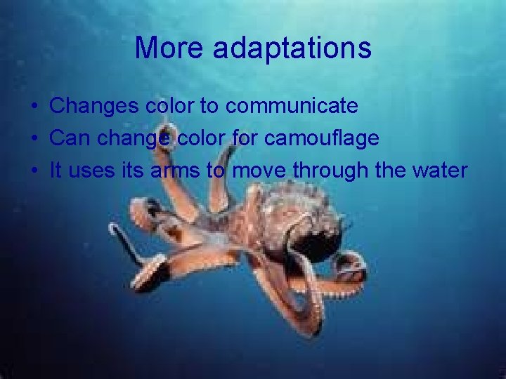 More adaptations • Changes color to communicate • Can change color for camouflage •